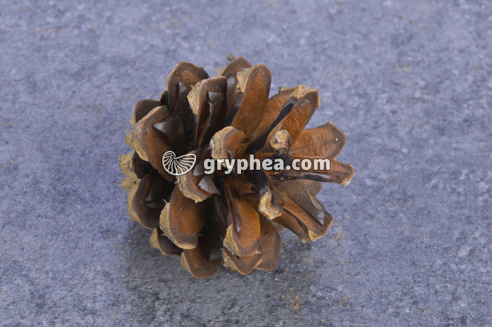 Pomme de pin - gryphea.org